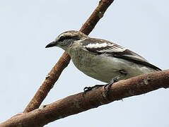 Pied Triller