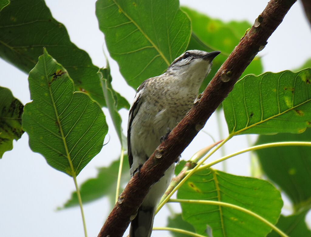 Pied Triller