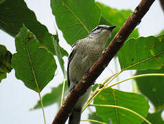 Pied Triller