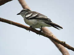 Pied Triller