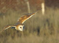 Western Barn Owl