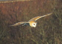 Western Barn Owl