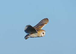 Western Barn Owl