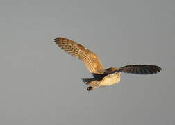 Western Barn Owl