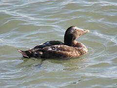 Eider à duvet