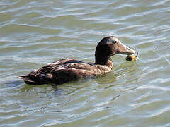 Eider à duvet