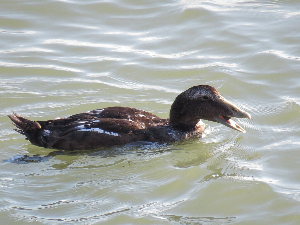 Common Eider - Somateria mollissima - nism309793