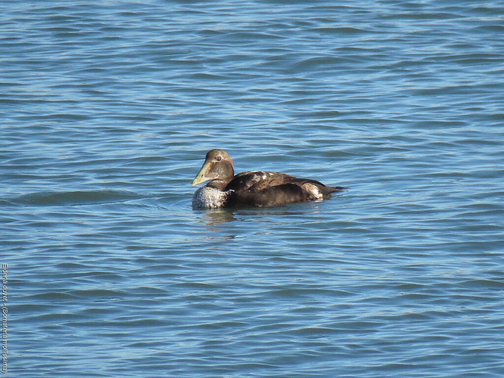 Eider à duvet