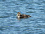 Eider à duvet