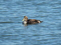 Common Eider