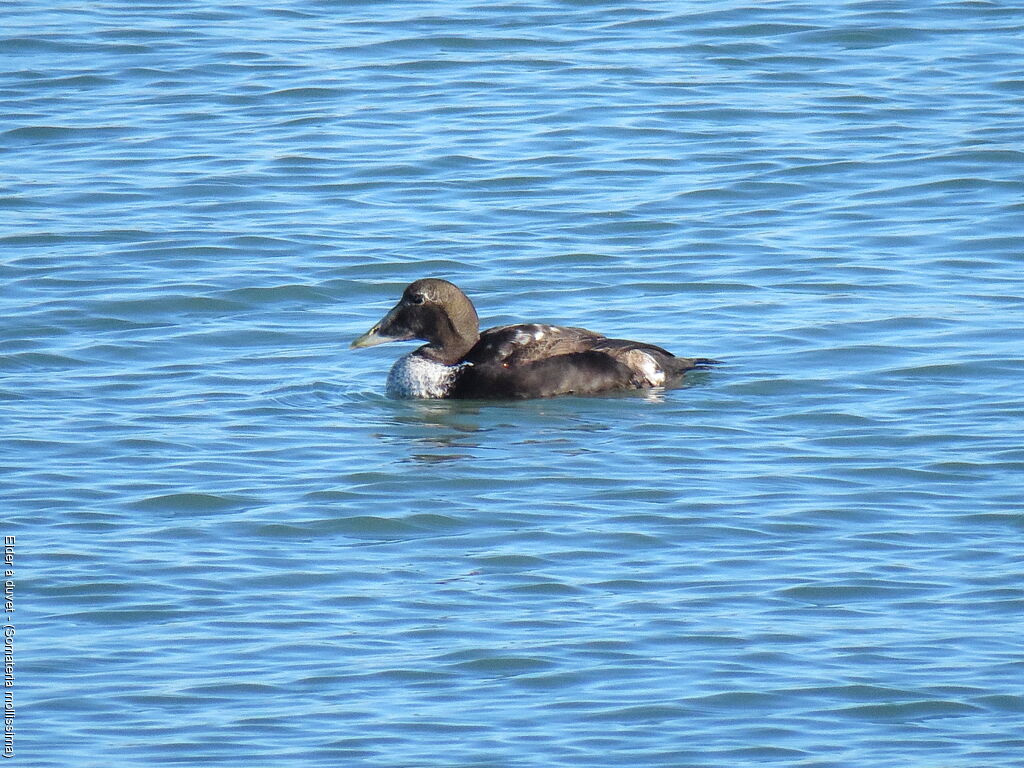 Eider à duvet