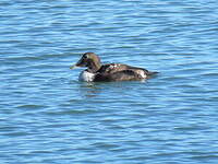 Eider à duvet