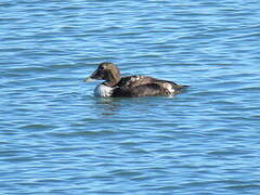 Eider à duvet