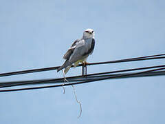 Black-winged Kite