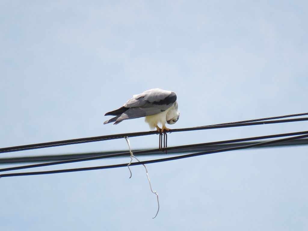 Black-winged Kite