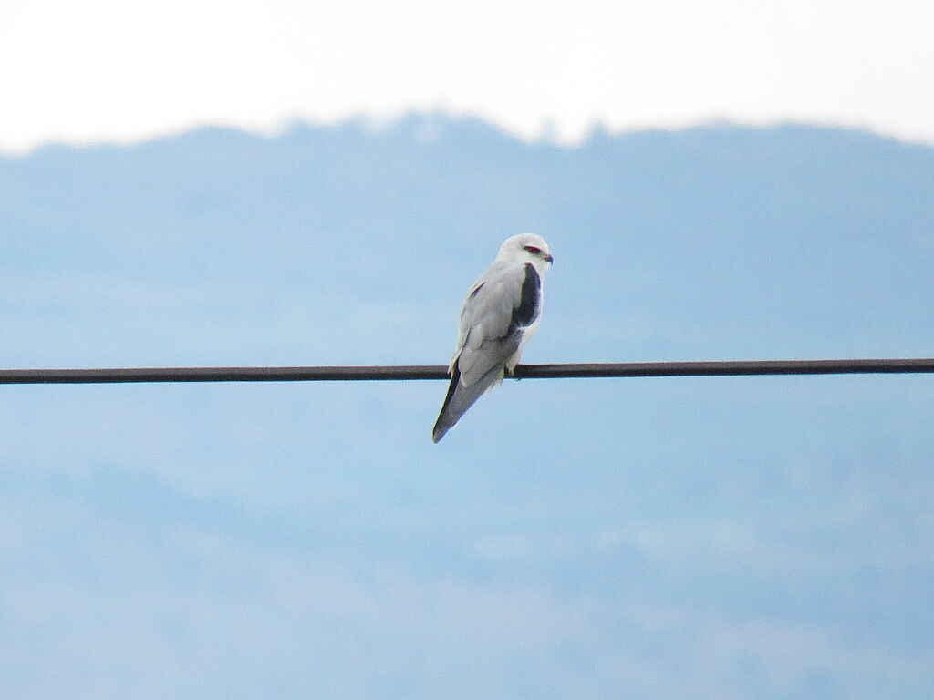 Black-winged Kite