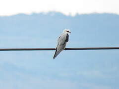 Black-winged Kite