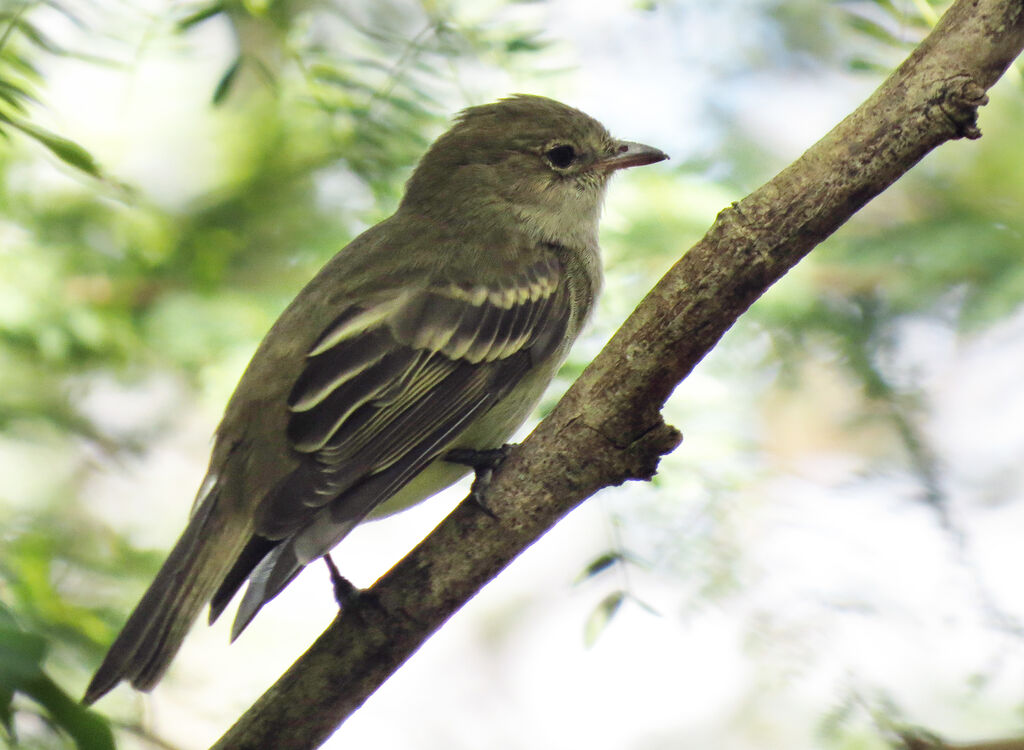 Caribbean Elaenia