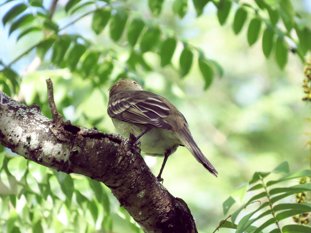 Caribbean Elaenia