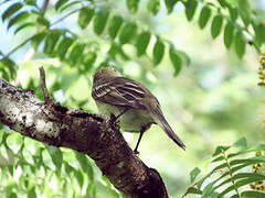 Caribbean Elaenia