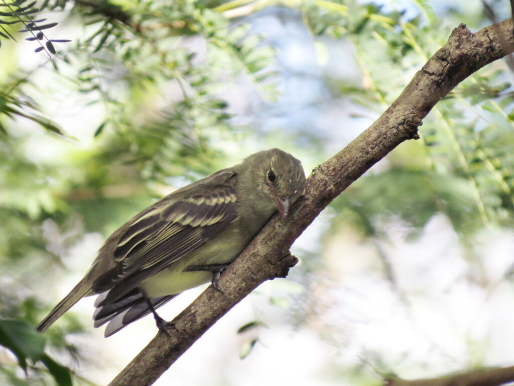 Caribbean Elaenia