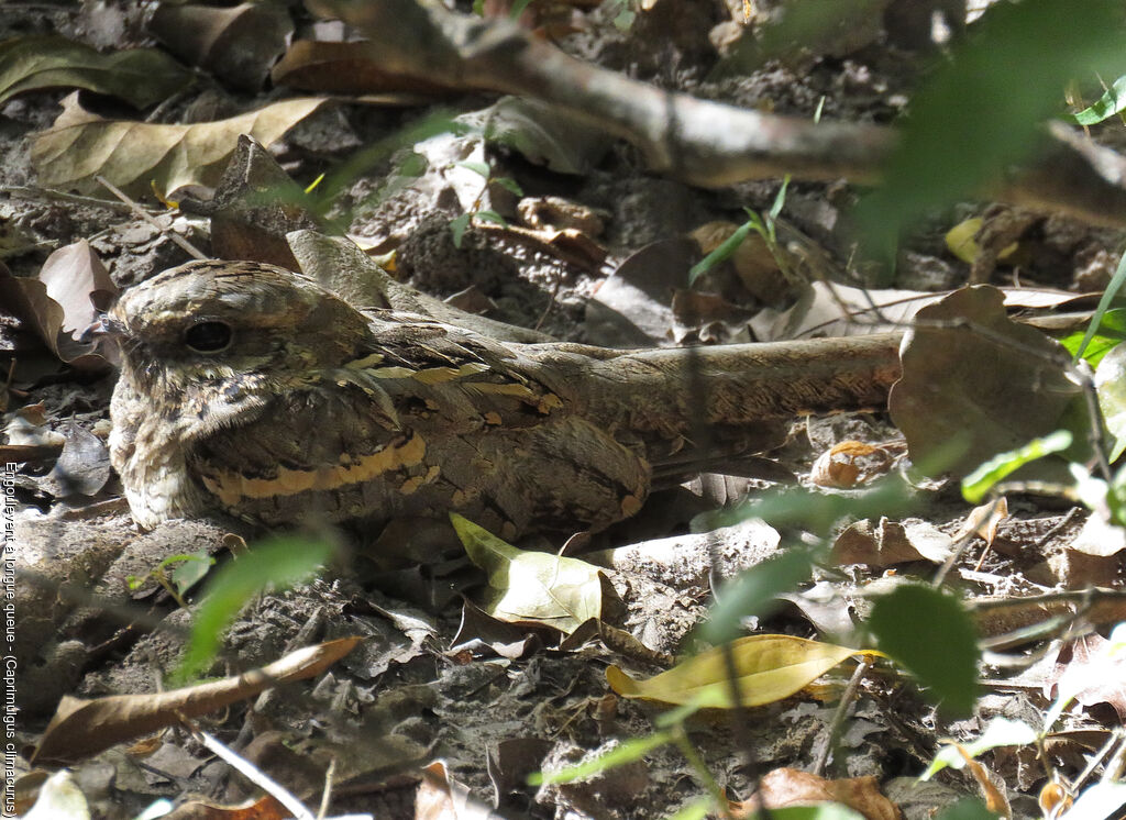 Long-tailed Nightjar