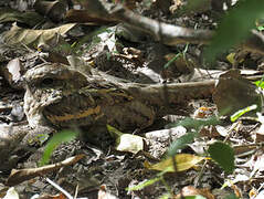 Long-tailed Nightjar