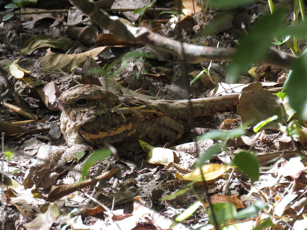 Long-tailed Nightjar