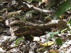 Long-tailed Nightjar