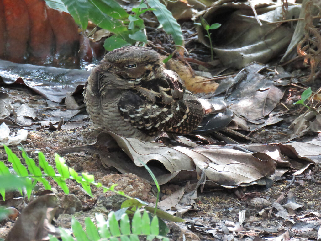 Large-tailed Nightjar