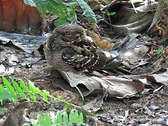 Large-tailed Nightjar