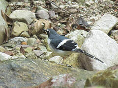 Slaty-backed Forktail