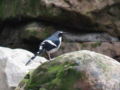 Slaty-backed Forktail