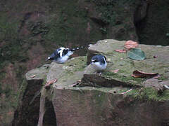 Slaty-backed Forktail