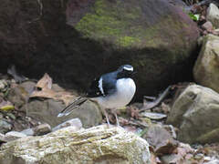 Slaty-backed Forktail