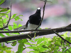 White-crowned Forktail