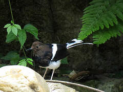 White-crowned Forktail