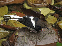 White-crowned Forktail