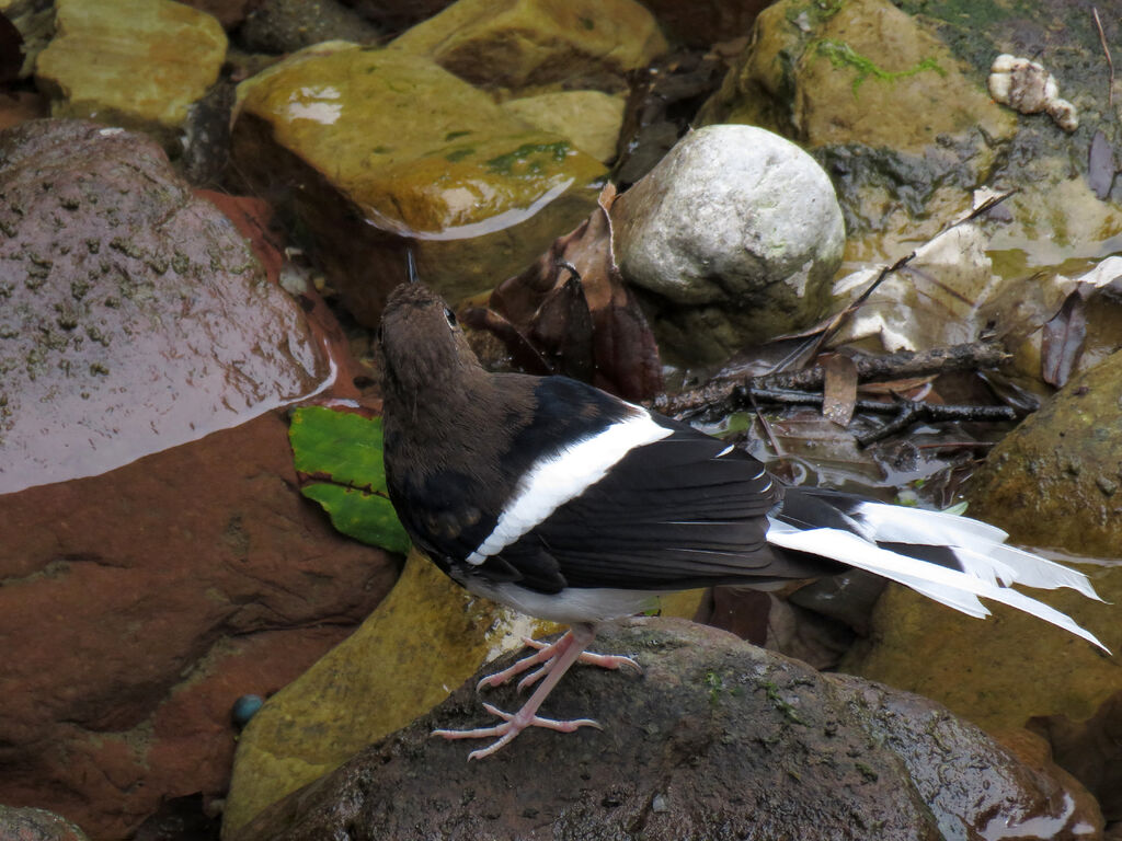 White-crowned Forktailsubadult transition