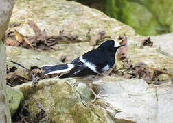 Little Forktail