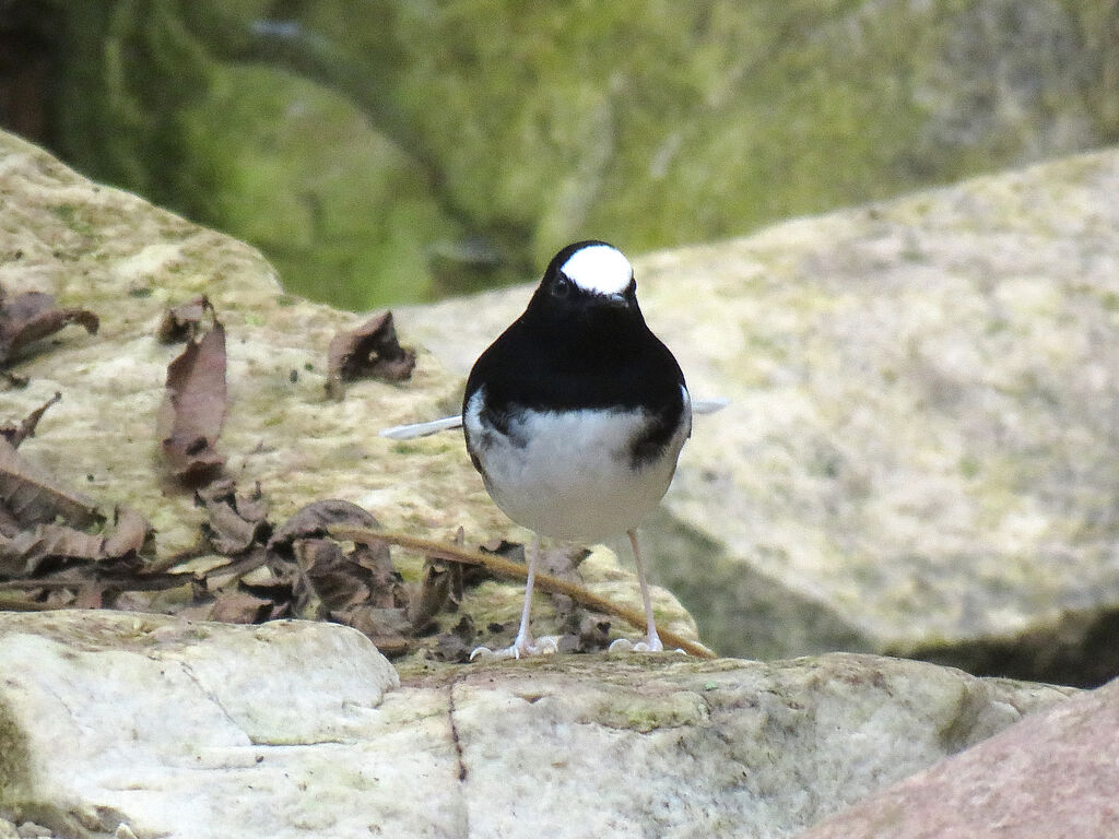 Little Forktail