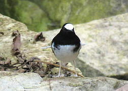 Little Forktail