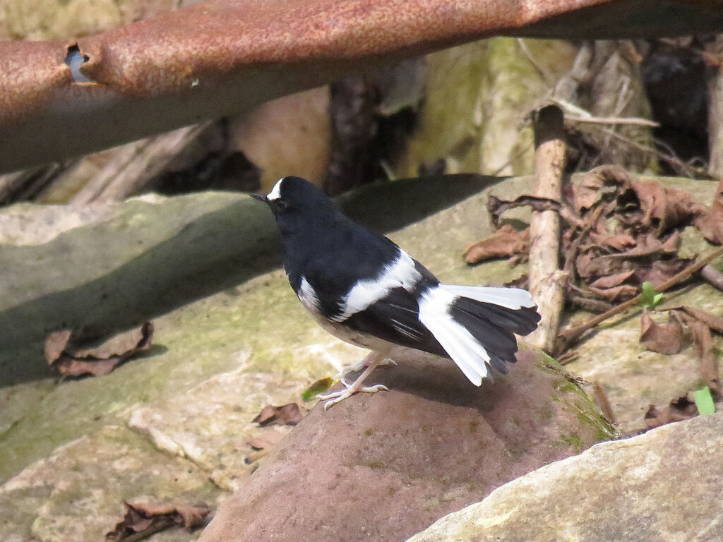 Little Forktail