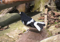 Little Forktail