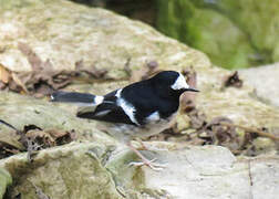 Little Forktail