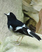 Little Forktail