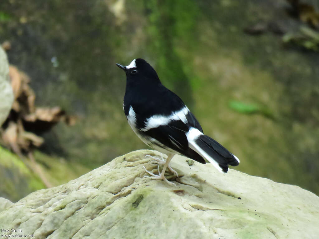 Little Forktailadult, identification