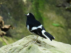 Little Forktail