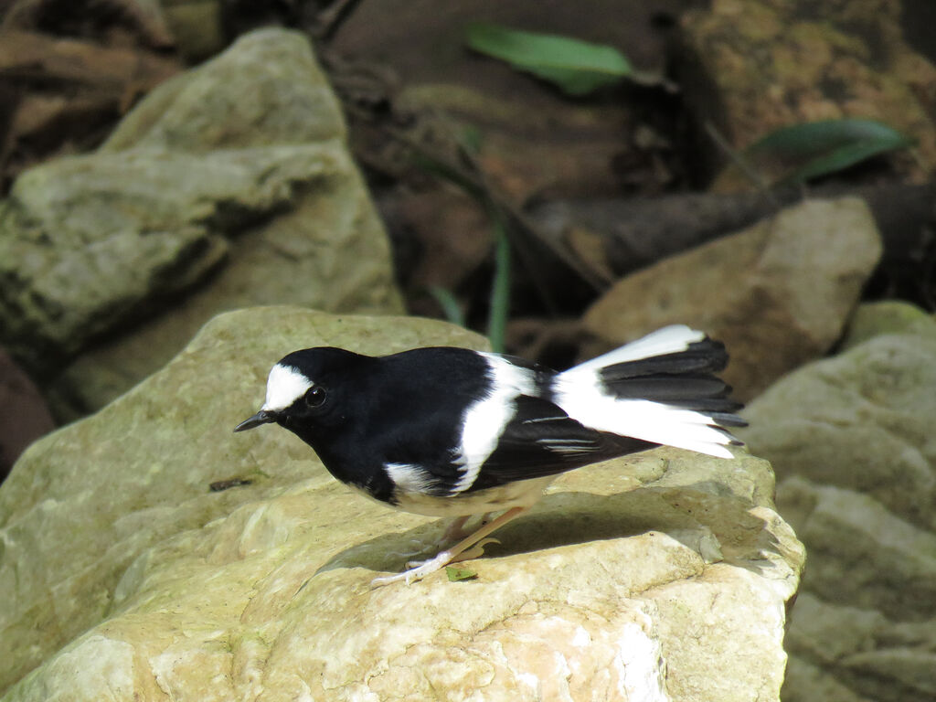 Little Forktail