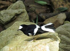 Little Forktail